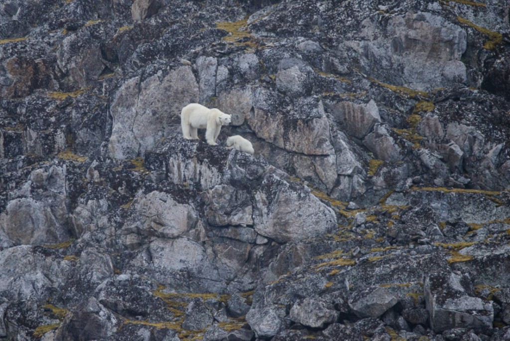 Isbjørn med unge - lånt