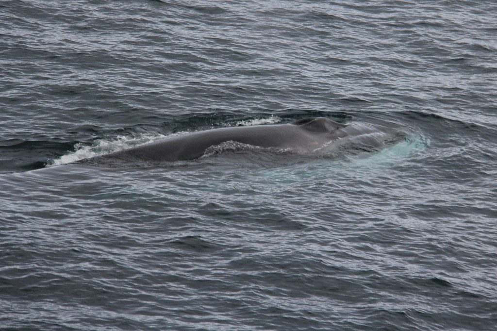 Svalbard 20140701-213713