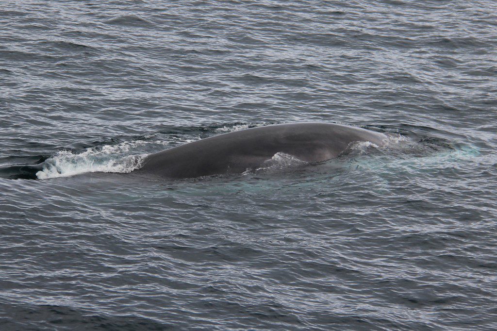 Svalbard 20140701-213714