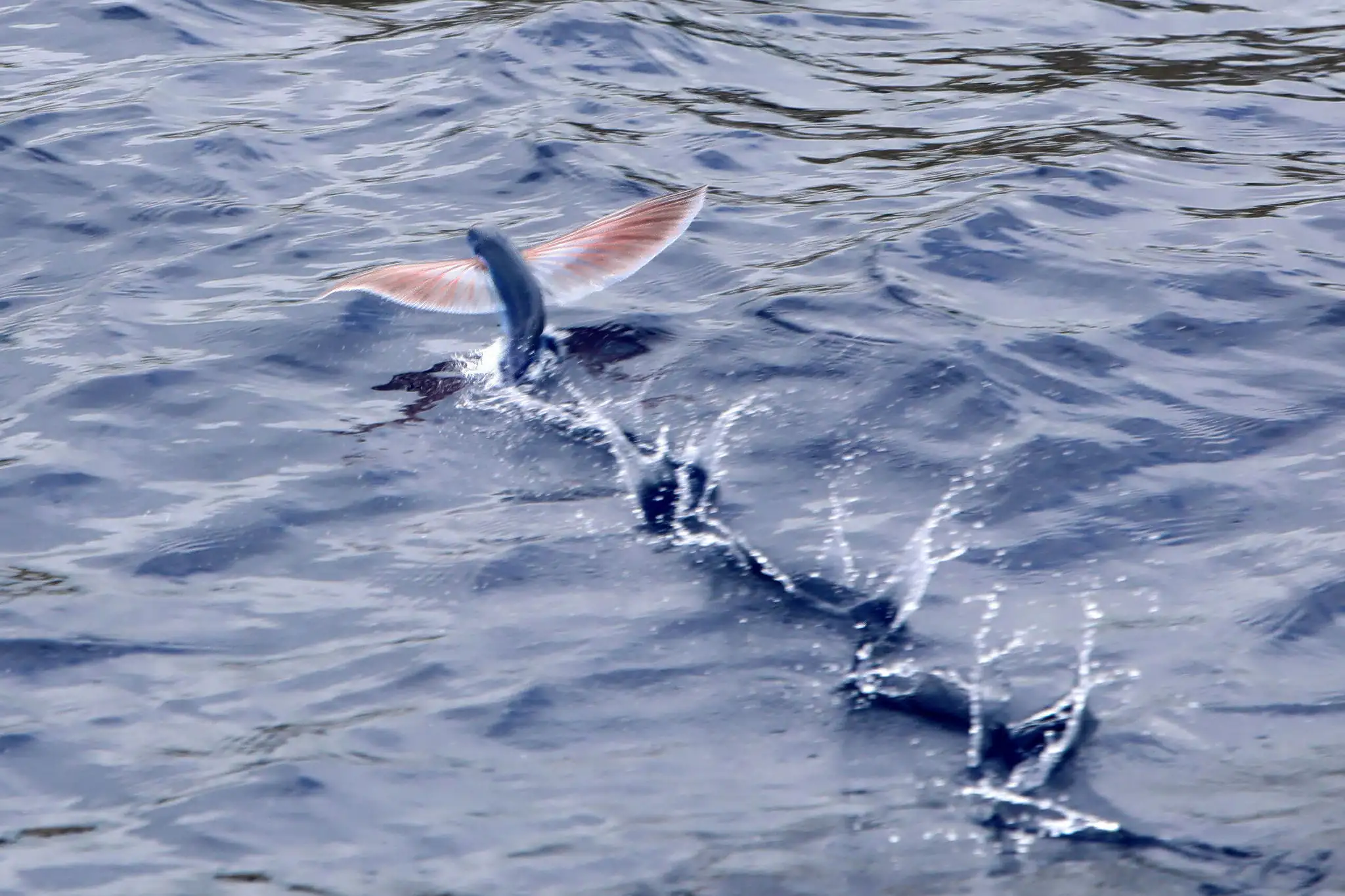 Azorerne