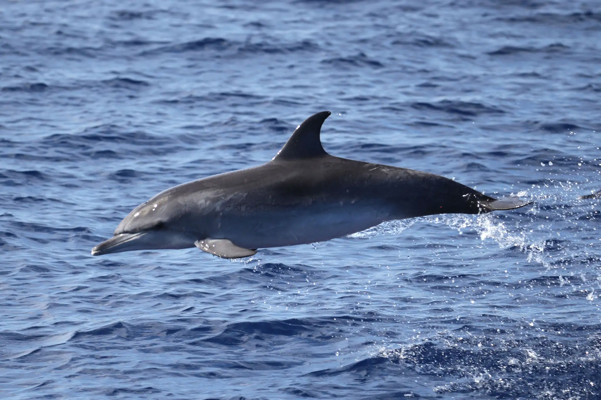 Azorerne