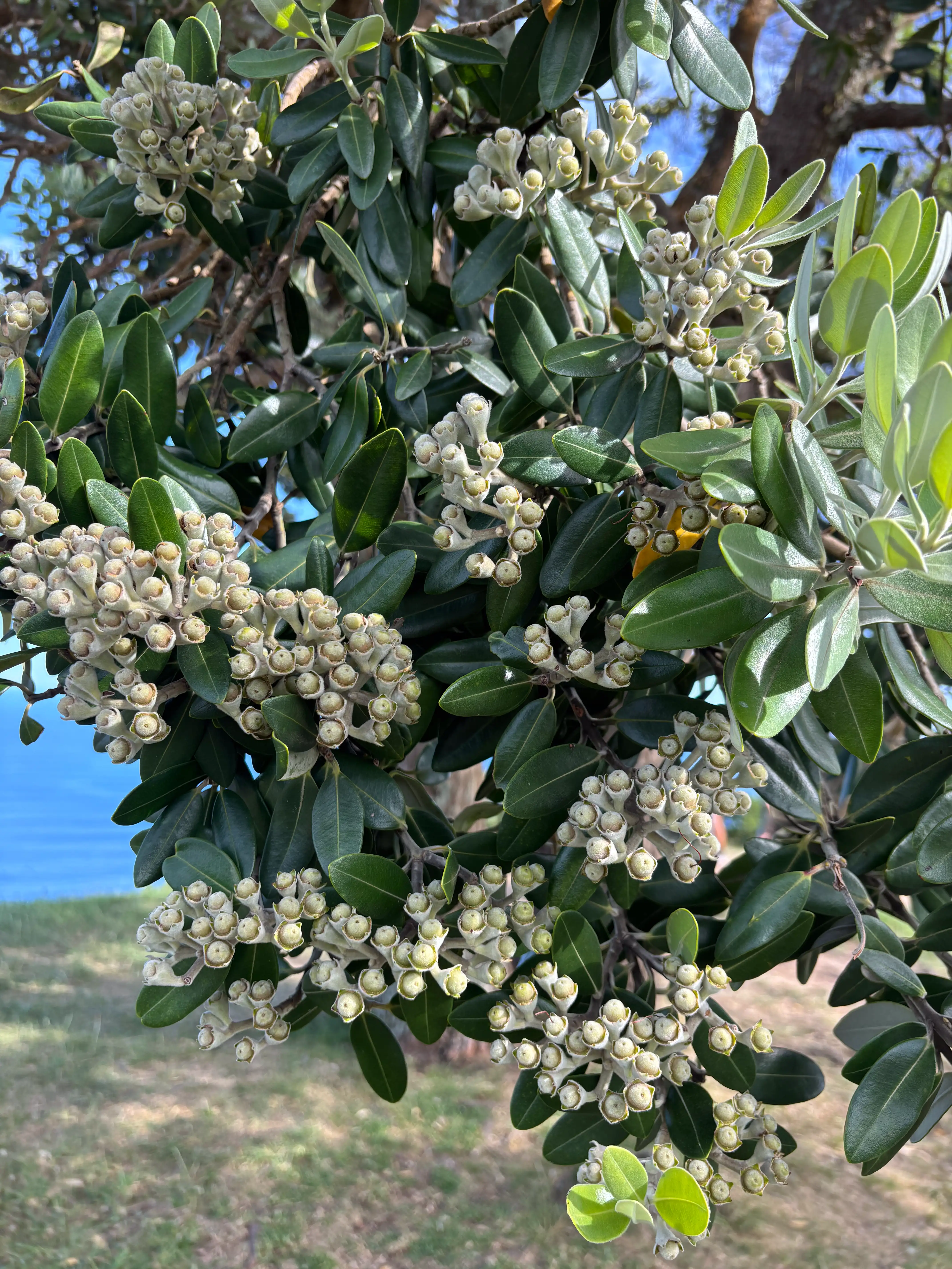 Azorerne