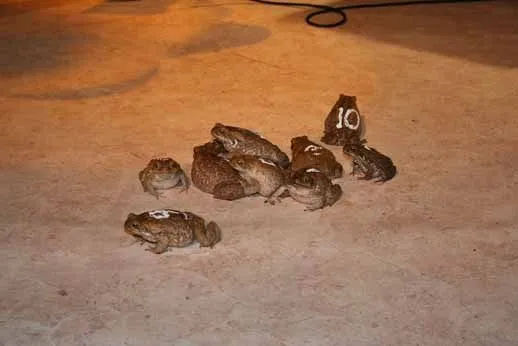26123