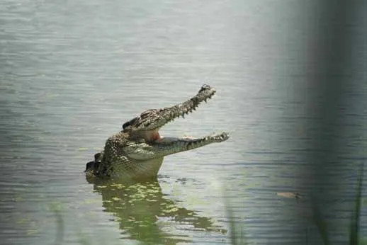 27124